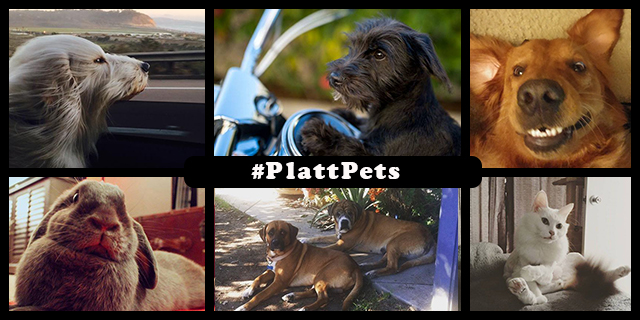 Platt Pet Week Turns Into Month Long Celebration